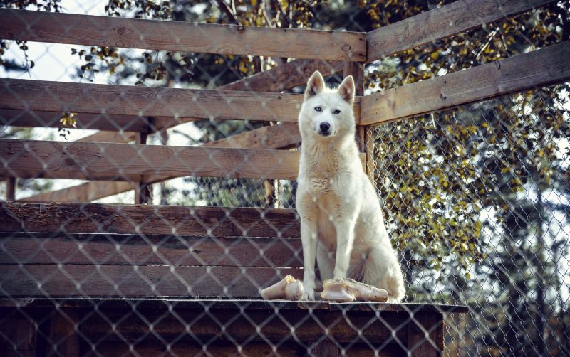 Learn how to make dog pen