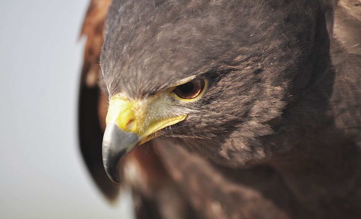 how-to-protect-your-dog-from-hawks