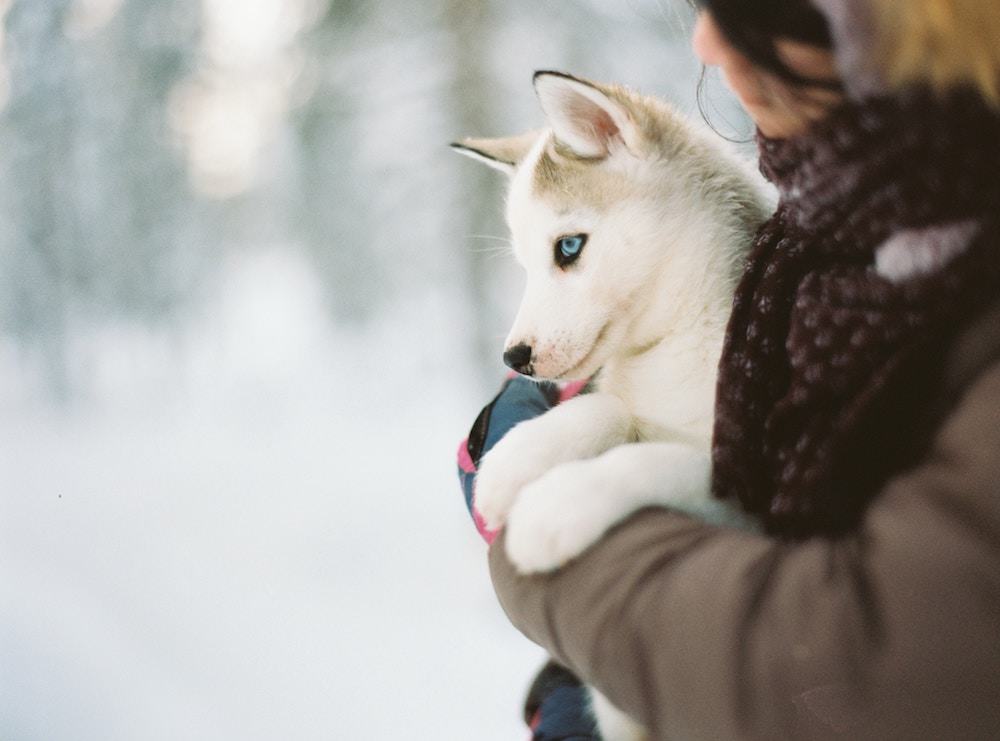 how-to-socialize-puppy