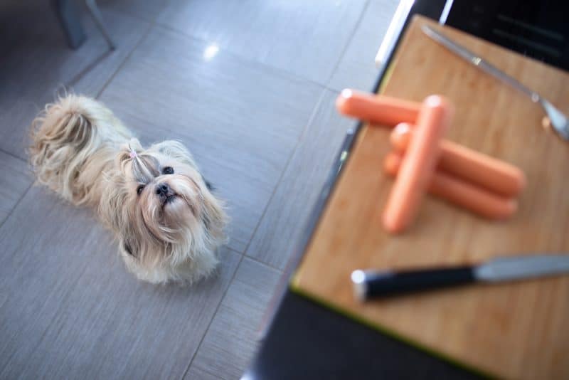 how to stop dog from jumping on the counter