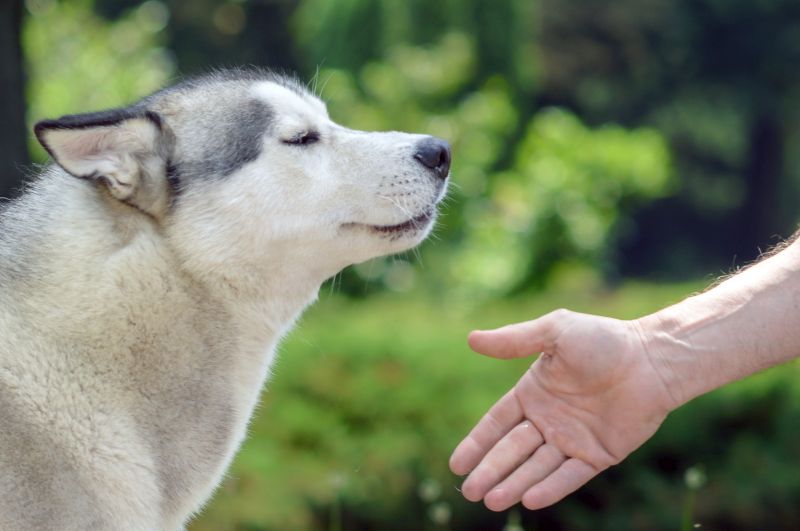 training dog who won't listen