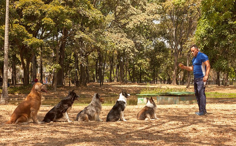 training several dogs at once