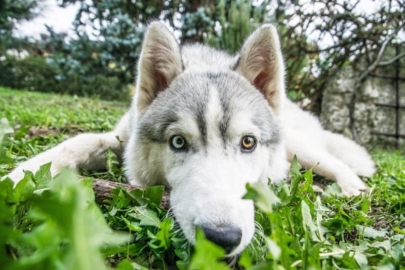 huskies bad with chickens