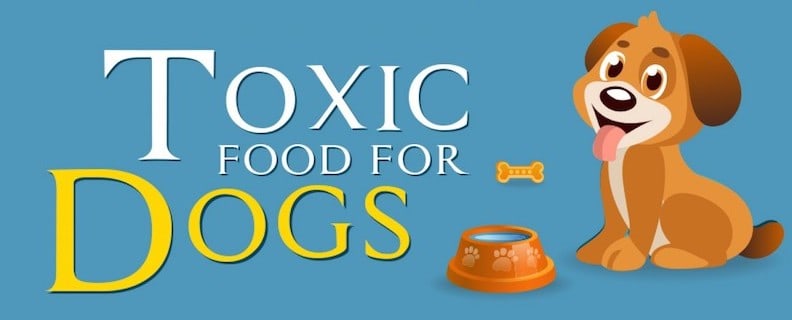 toxic foods cover