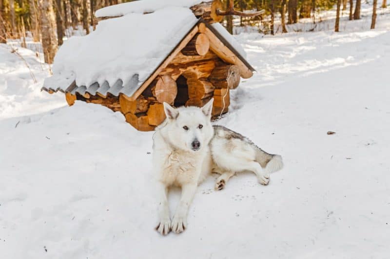 Insulating a Dog House