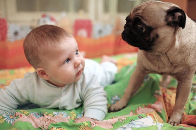 introducing-dog-to-baby