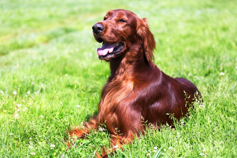 irish setter health condition