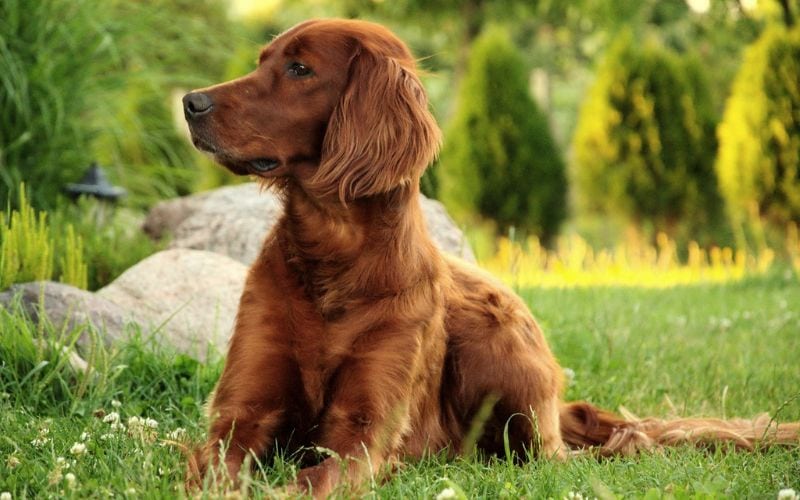 Irish setter lying on grass