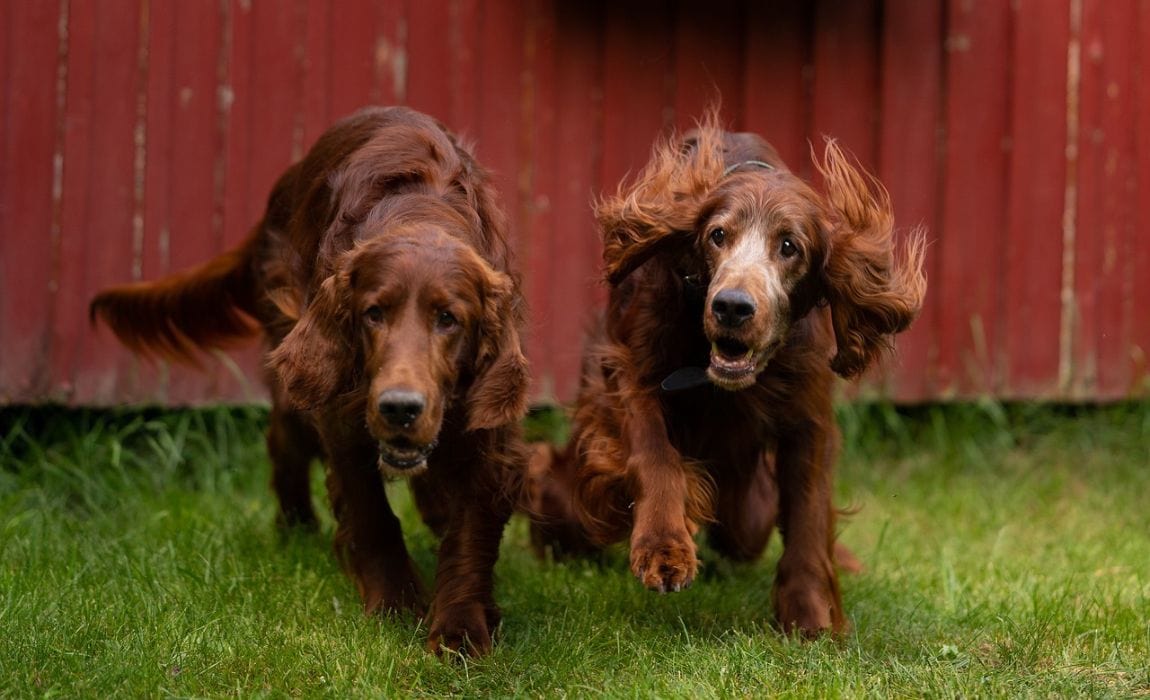 Irish Setter Mixes