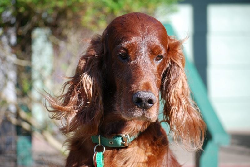 Irish setter breed basics