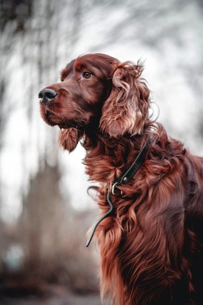 Irish setters are beautiful dogs