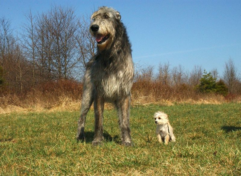 Sighthound Dog Breeds_Irish_Wolfhound