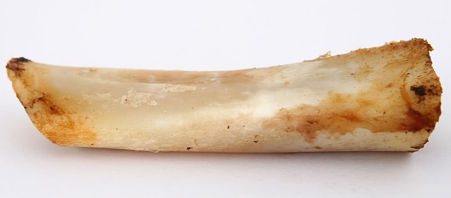 is it safe for dogs to eat bones