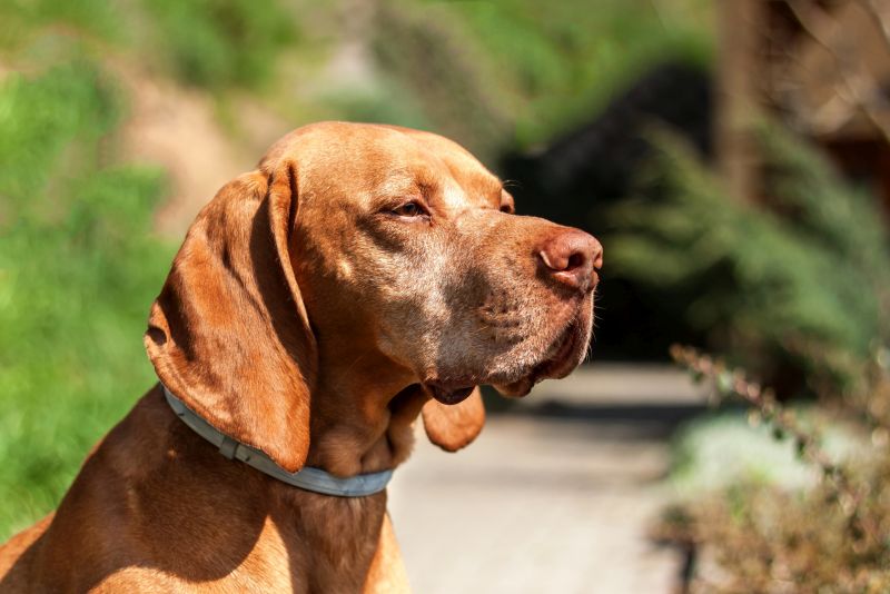 what are calming collars for dogs