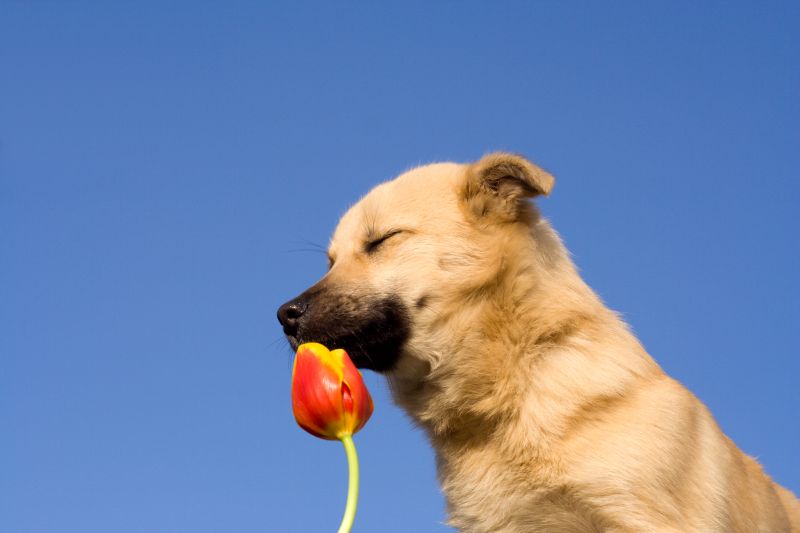 deodorants keep dogs smelling fresh