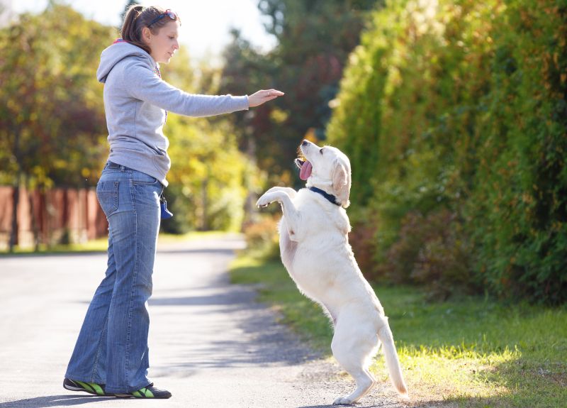 keep dog training fun