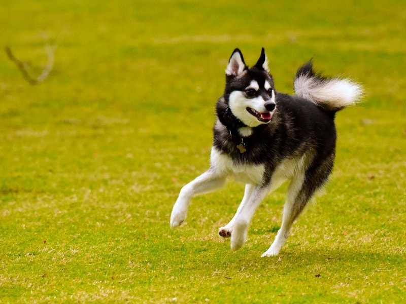 Alaskan Klee Kai