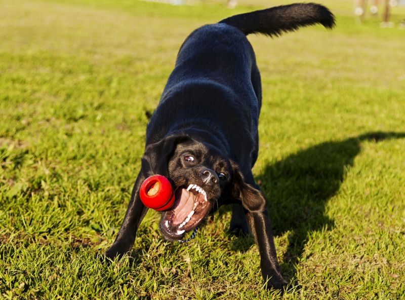 The benefits of Kongs