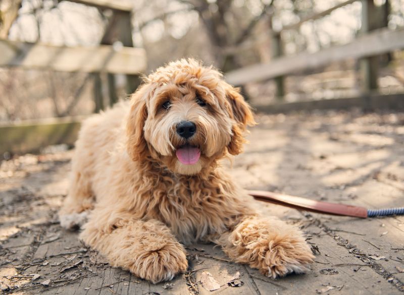 Labradoodles choose