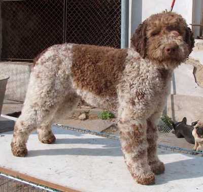 lagotto-romagnolo