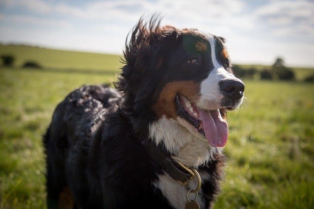 large-dog-st-bernard