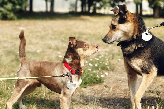 leash reactive dog