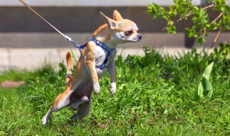 leash for dogs that pull