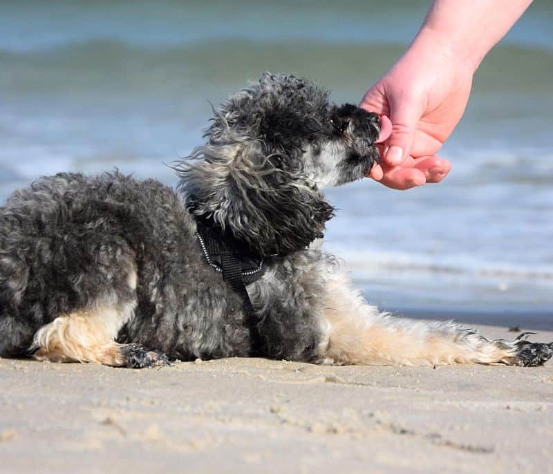 let dog sniff hand