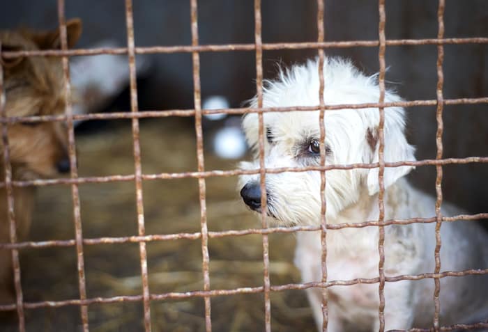 lonely sad shelter dog