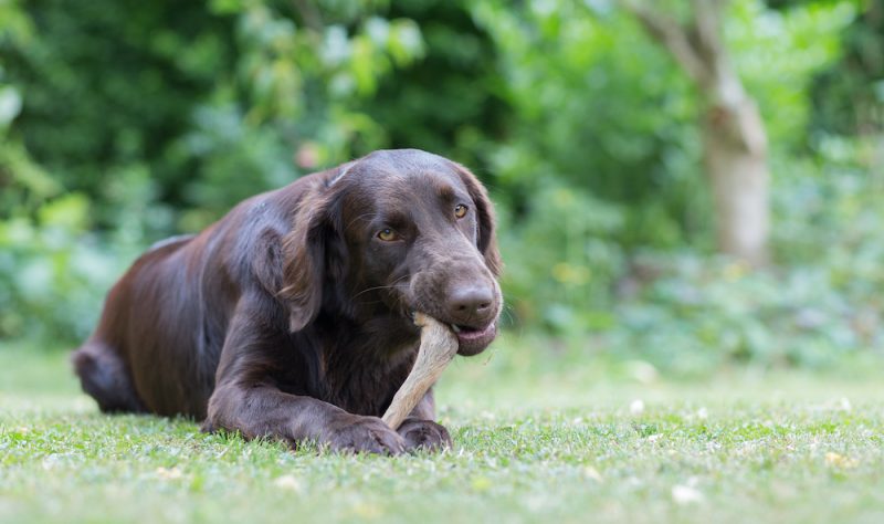 long lasting dog chew