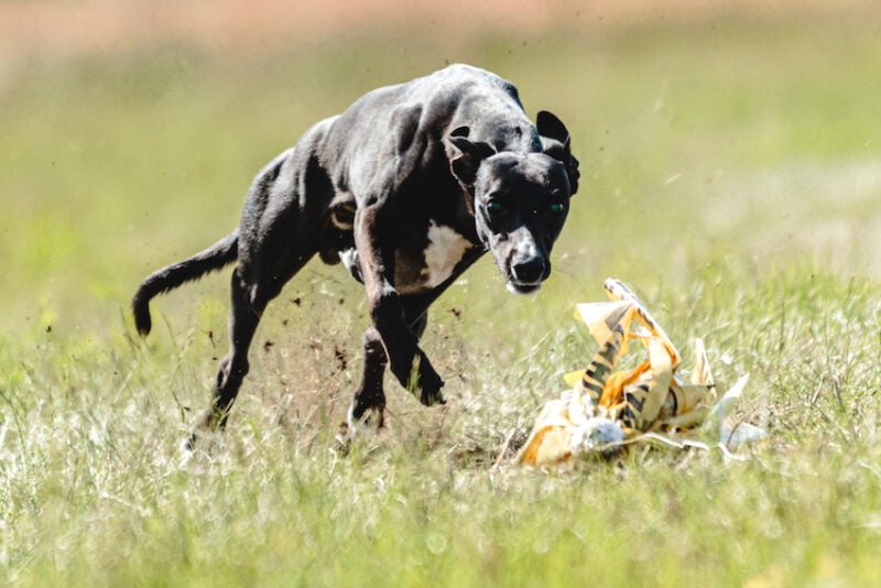 lure coursing