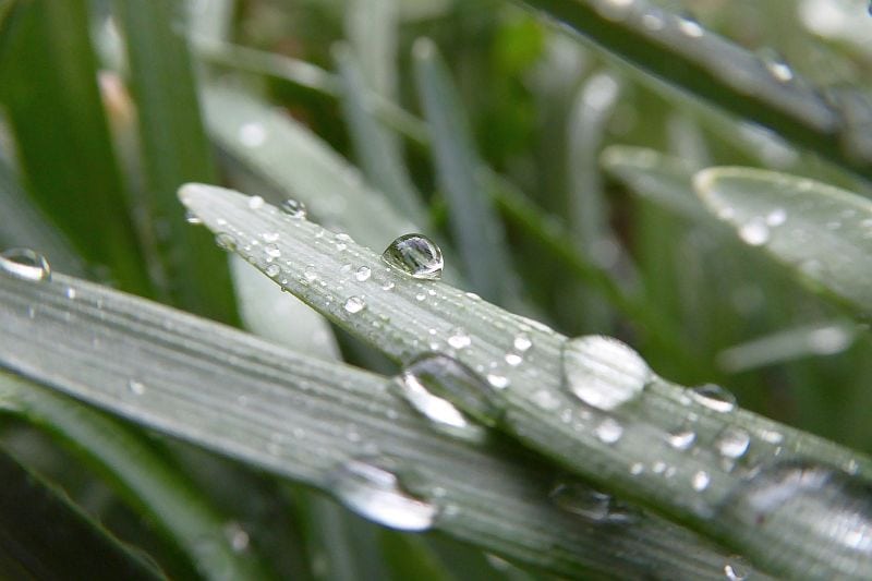 how to care for real grass potty