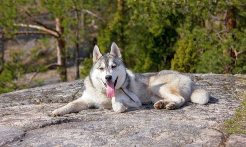 malamute mixes