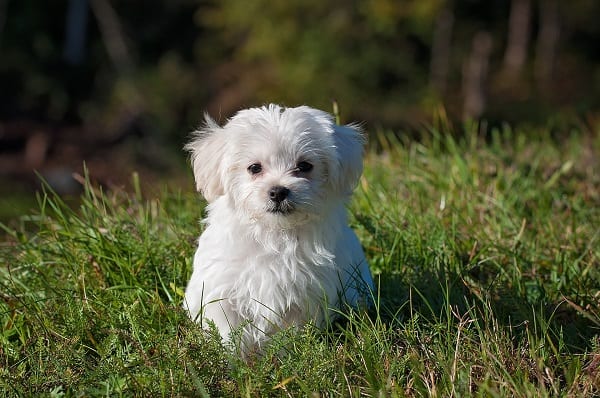 Maltese Mixed Breeds