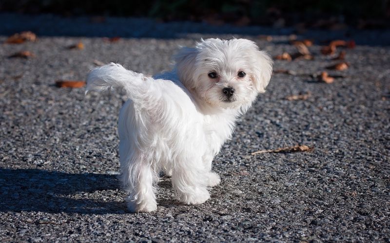 Maltese puppy