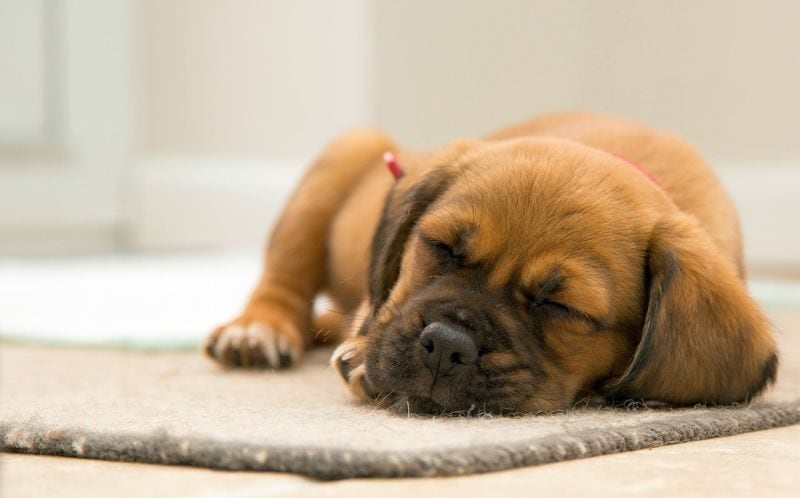 mat training for puppies