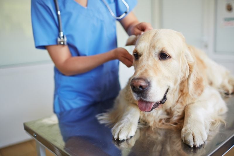 medical problems may cause dog to eat sticks