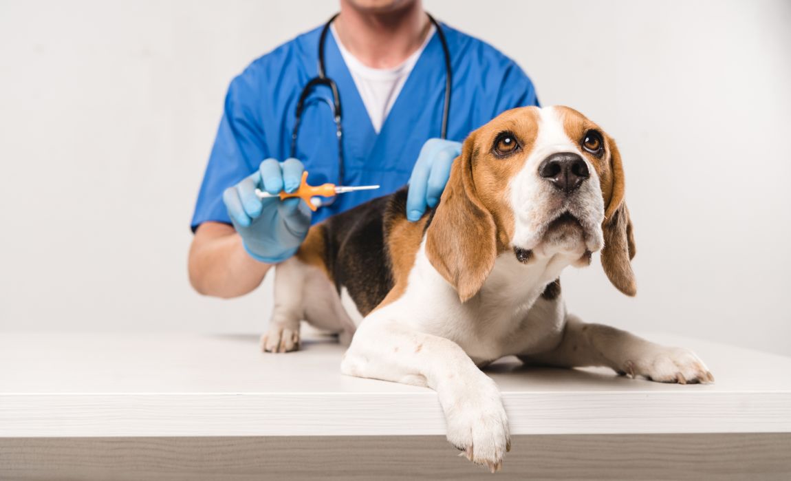 all about microchips for dogs