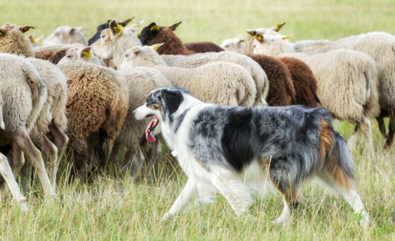 dog herding sheep