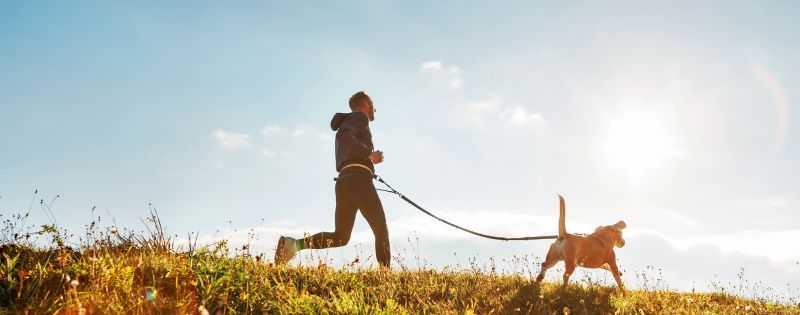 what is a multi-function dog leash