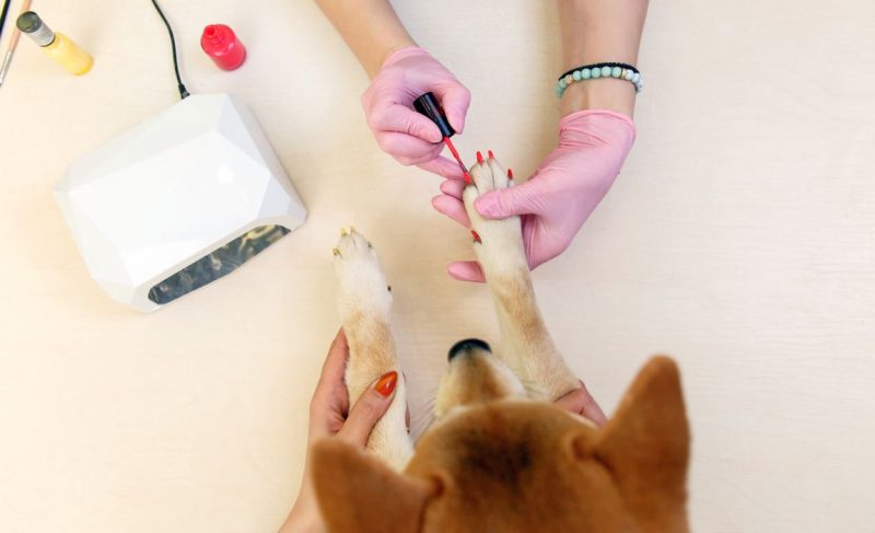 nail polish for dogs