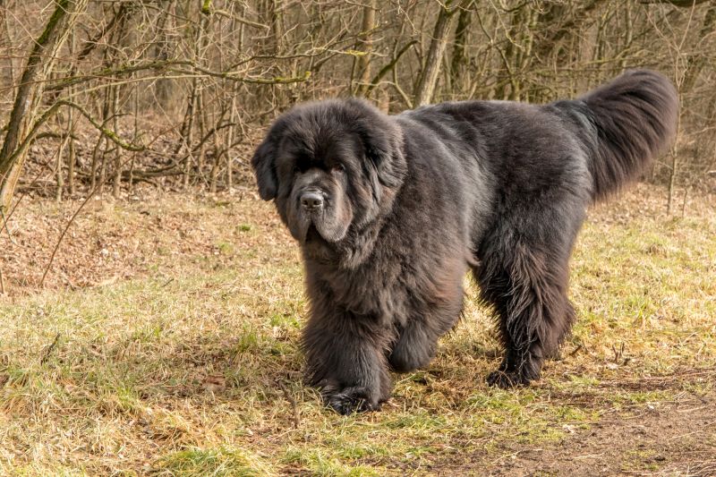 Newfoundland dog food selection