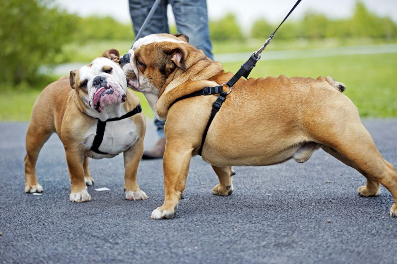 how to do on-leash greeting