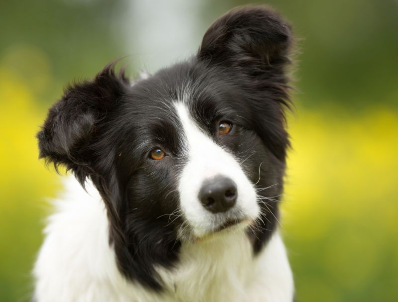 are pawprint ornaments safe