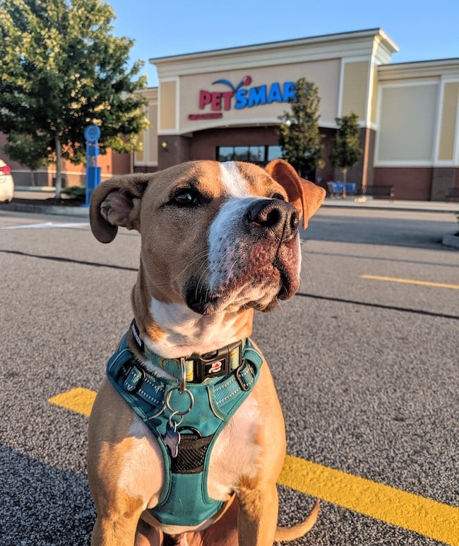 PetSmart dog training class review