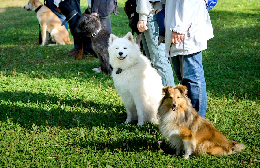 petsmart training review