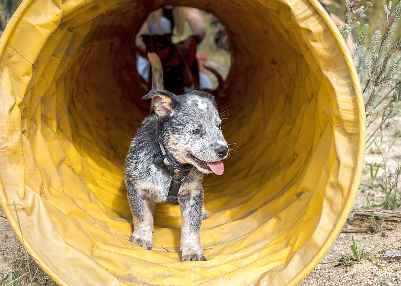 dog agility tunnel