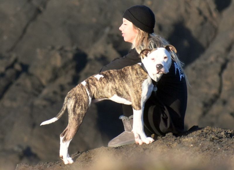 pibbles are good service dogs