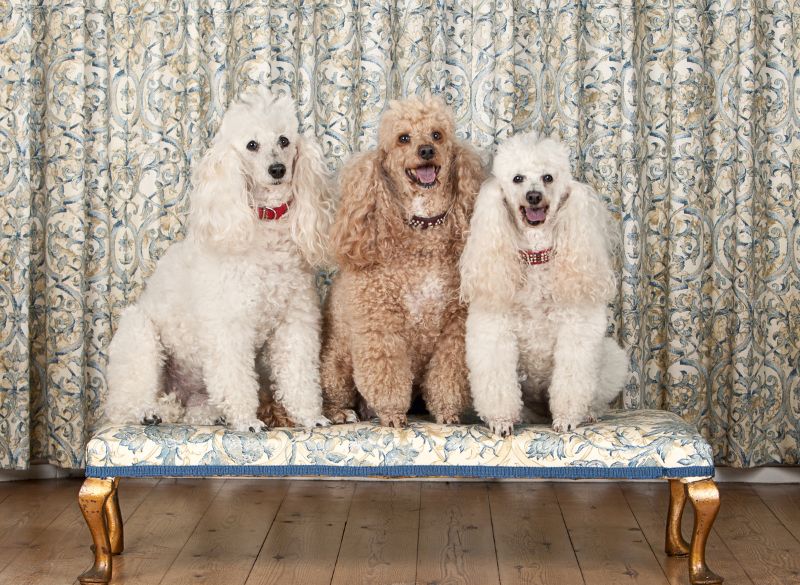 Poodles are well-behaved