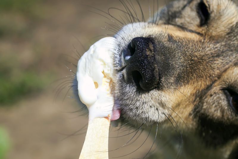 DIY dog popsicles